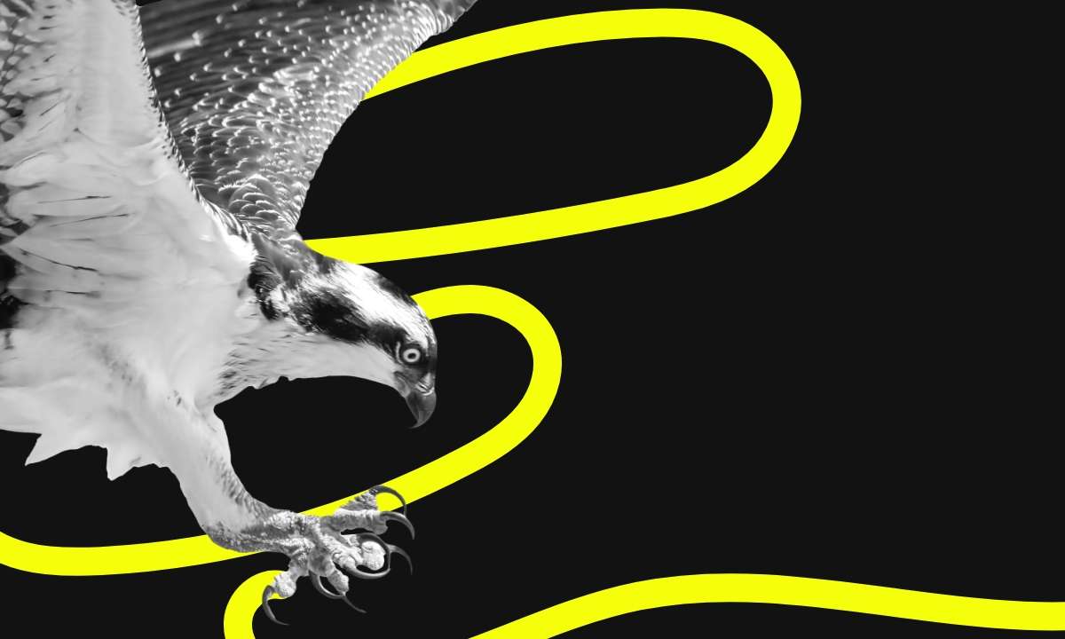 Hunt & Hawk Article Beautiful & True
